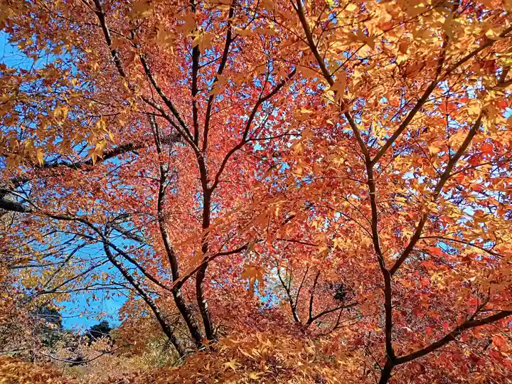 金剛院(京都府)