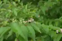 大國主神社の自然