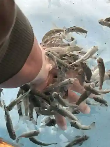 厳島神社(広島県)