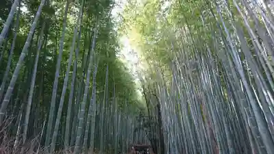 常寂光寺(京都府)