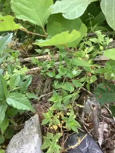 観音正寺の自然