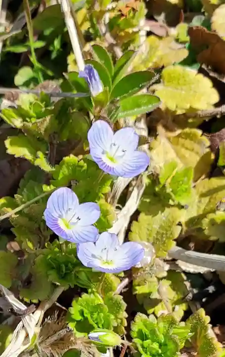 高司神社〜むすびの神の鎮まる社〜(福島県)