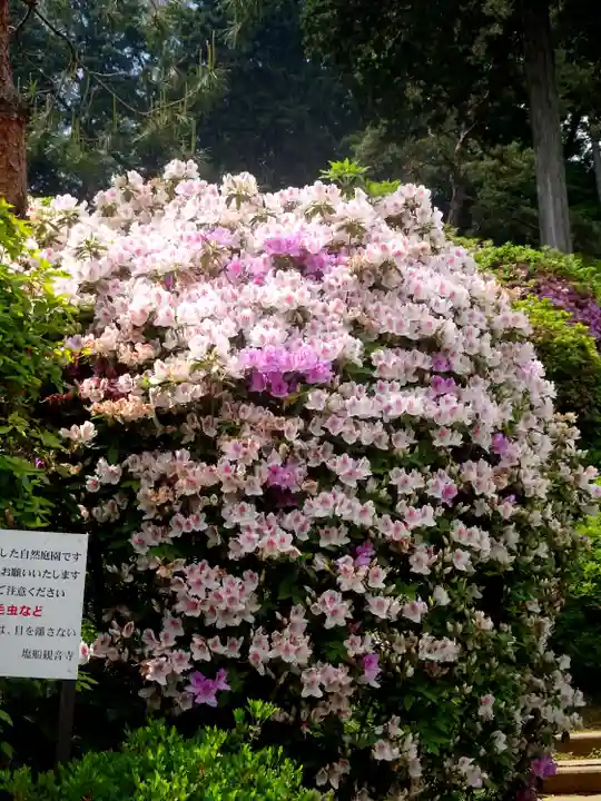 塩船観音寺の自然