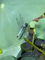 能蔵院(千葉県)