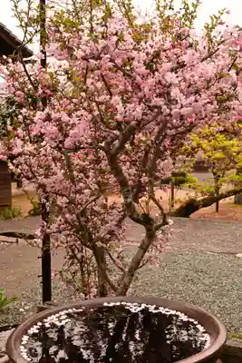高昌寺(愛媛県)