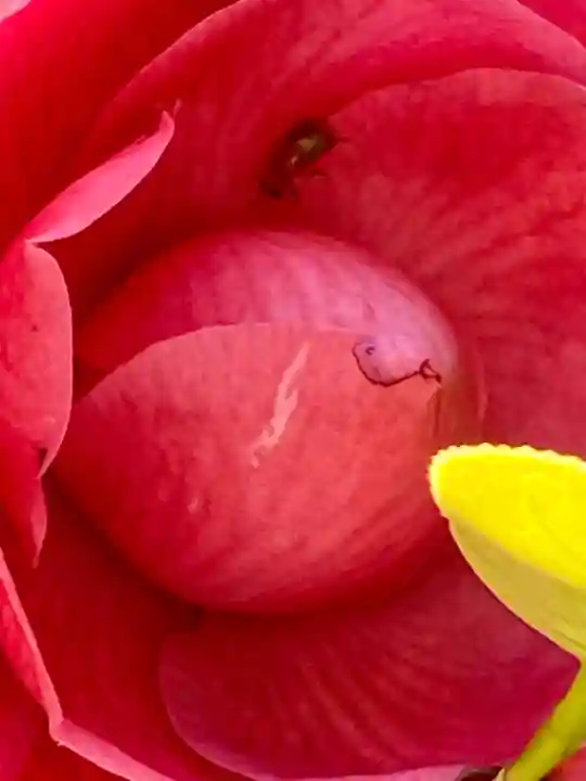 京都乃木神社(京都府)