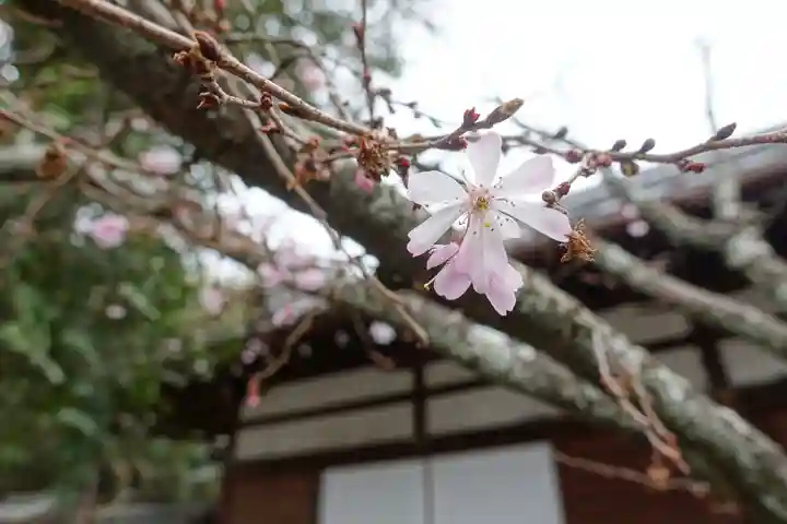 平野神社の自然