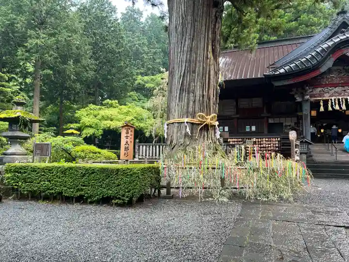 北口本宮冨士浅間神社の自然
