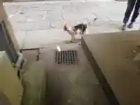 戸越八幡神社の動物