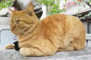 くまくま神社(導きの社 熊野町熊野神社)の動物(2022年07月23日(土) 18時36分32秒投稿)