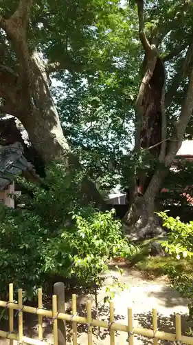 茂原八幡神社の自然