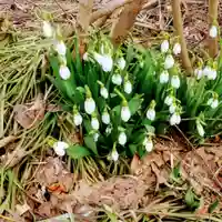 彌彦神社 (伊夜日子神社)の自然