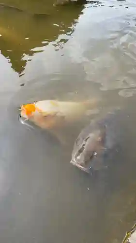 當麻寺 奥院の動物