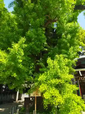 白山神社(大阪府)