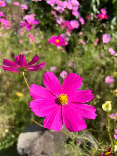 般若寺 ❁﻿コスモス寺❁の自然