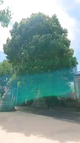 諏訪神社の自然