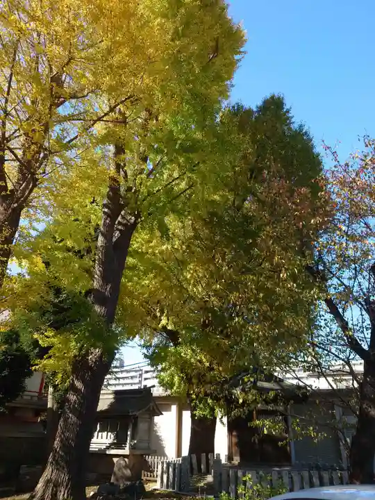 戸部杉山神社の自然