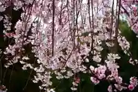 熊野福藏神社の自然