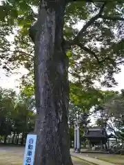 富士浅間神社の建物その他