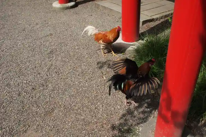 宮崎神宮の動物