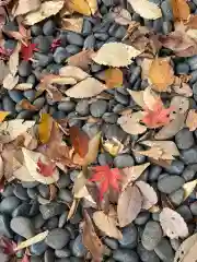 田無神社の自然