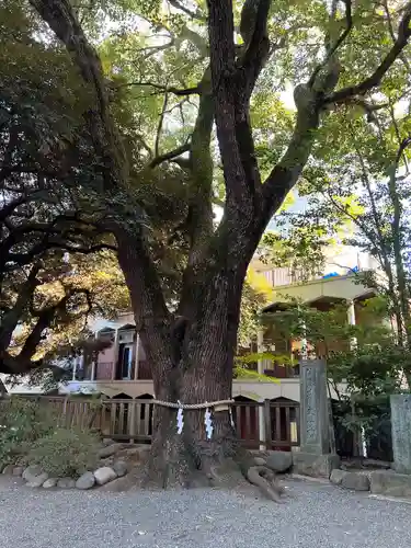 乃木神社の庭園
