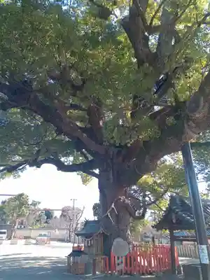 百舌鳥八幡宮(大阪府)