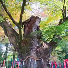 秩父今宮神社の自然