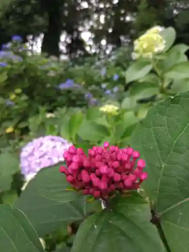 谷保天満宮の庭園