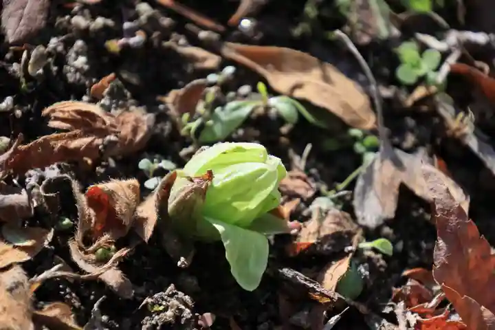 三春大神宮の自然