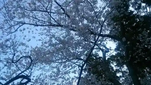 伊勢神宮内宮（皇大神宮）の自然