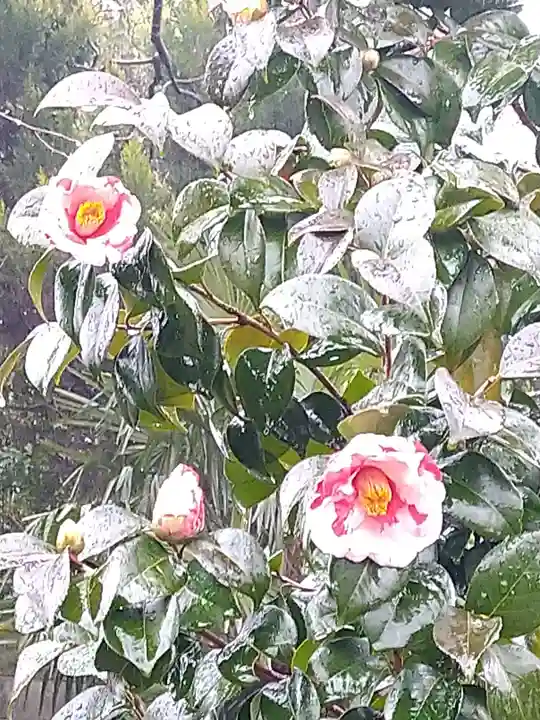 阿智神社の自然