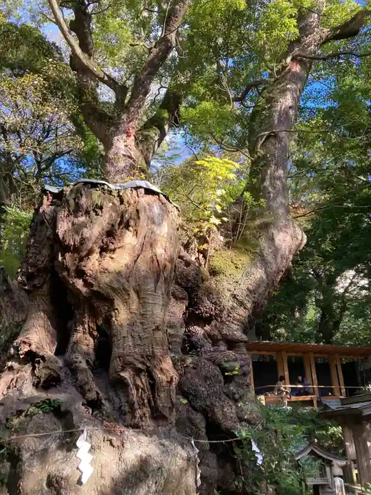來宮神社(静岡県)