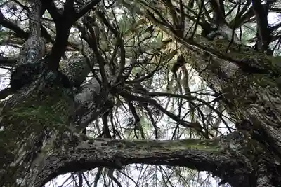 地主神社（桑の川の鳥居杉）(高知県)