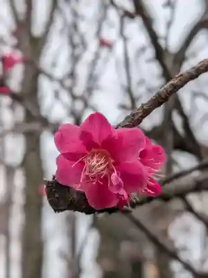 妙法寺(東京都)