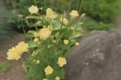 宝光寺の庭園