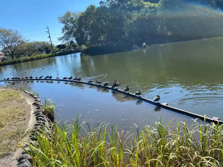 乃木神社の動物