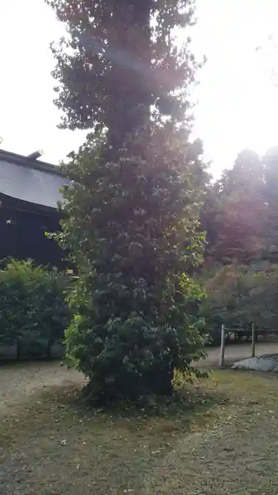 鷲宮神社の自然