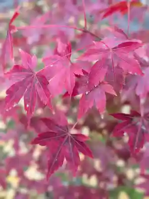 乃木神社(東京都)