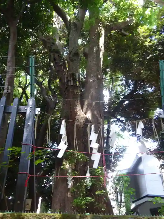 太子堂八幡神社の自然