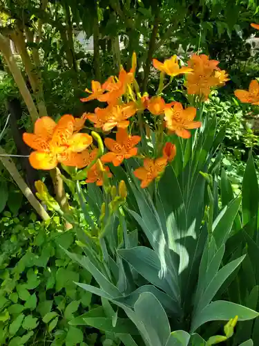 沙沙貴神社の自然