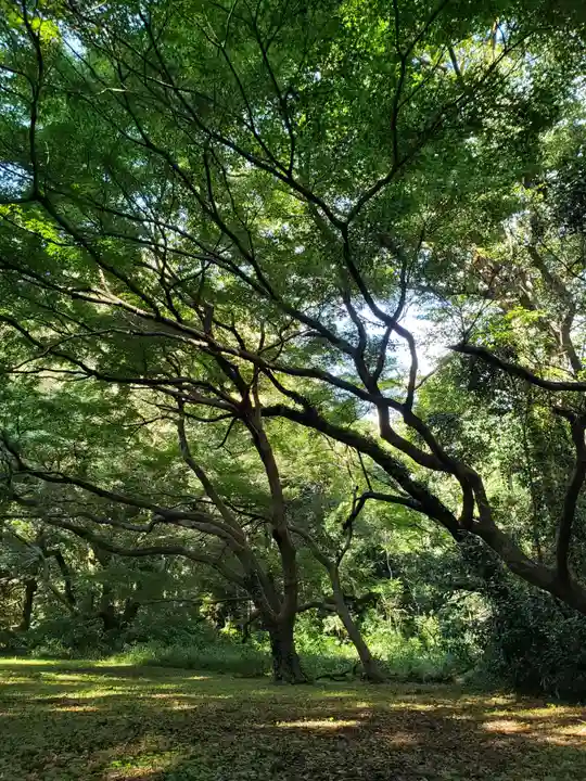 明治神宮の自然