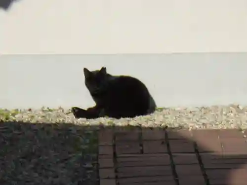 櫻井神社の動物