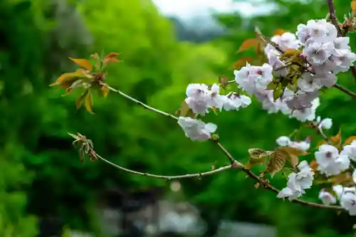 戸隠神社九頭龍社(長野県)