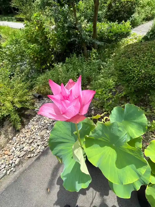 林泉寺(新潟県)