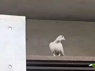 靖國神社(東京都)
