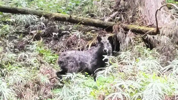 八王寺(埼玉県)