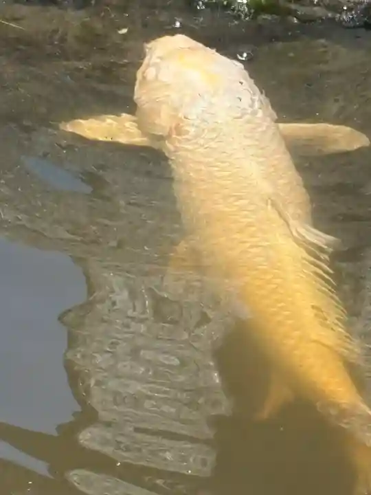 玉村八幡宮(群馬県)