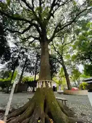 星川杉山神社の自然