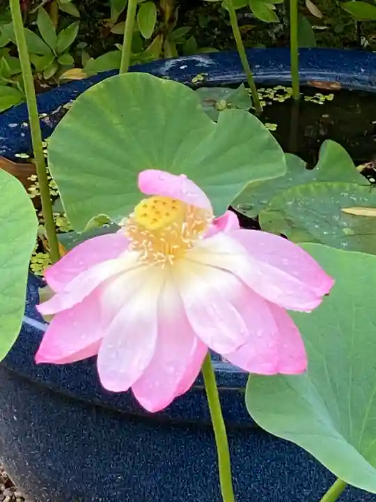 唐招提寺(奈良県)